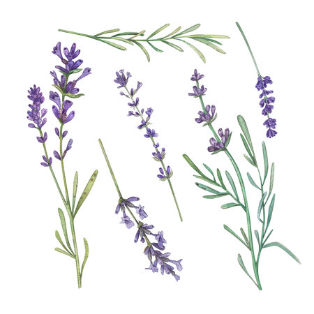 Set Lavender branch with purple flowers on a white background. Watercolor illustration of flowers, herbs. french style. Collection Provencal bouquet. Suitable for design, invitation, wedding, holidayの写真素材