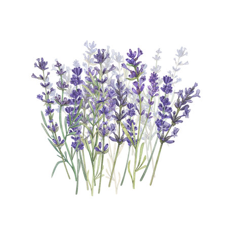 Lavender in a field isolated on a white background Watercolor illustration of Provencal flowers. french style. Botanical image of flowers. Suitable for postcards, business cards, design, printの写真素材