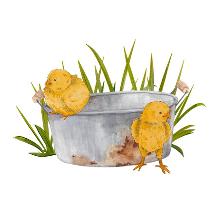 Yellow chickens are sitting next to an old bucket. Watercolor illustration in the Provencal style. Botanical illustration of Provencal plants. farm animals. Suitable for postcards, design. leafletsの写真素材