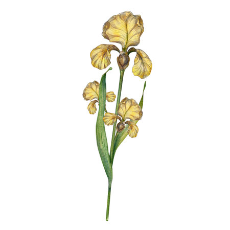 Yellow iris flower, hand-drawn. Isolated on a white background. Watercolor botanical illustration. A summer Provencal flower. Perfect for invitations, posters, stationery and interior decor elementsの写真素材