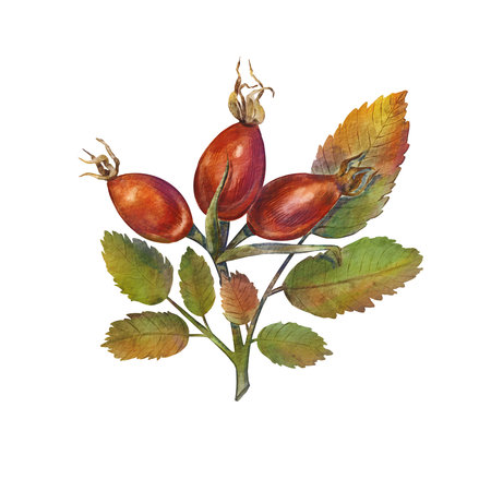 Watercolor of rosehips with lush green leaves on a white background. Illustration branch of wild rose with ripe red berry fruit. Hand drawn rose pink flower. Botanical ideal for designs projectsの写真素材