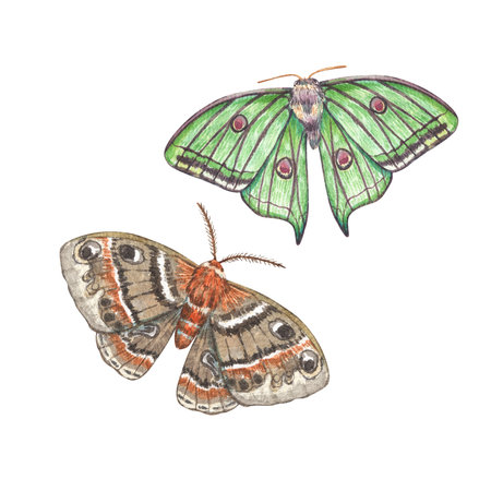 Two watercolor moths isolated on a white background. Illustration of botanical insects. Night butterflies. Collection of Provence poppies. Ideal for botanical, vintage-style prints, textileの写真素材