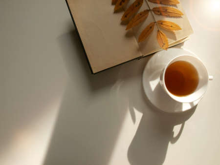 Cup of tea with book, autumn rowan leave on a sunny day. White background. Autumn concept, cold season.の写真素材