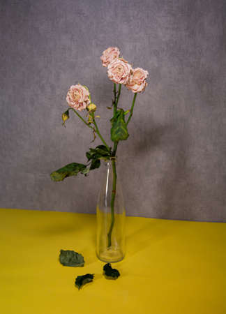 Dried roses in a glass bottle. Fallen leaves belowの写真素材