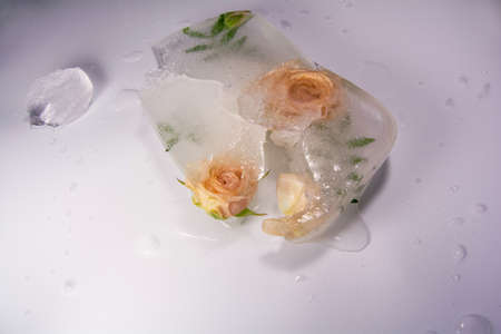 Frozen flowers. The idea of the coming of springの写真素材