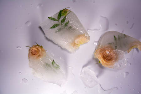 Frozen flowers. The idea of the coming of springの写真素材