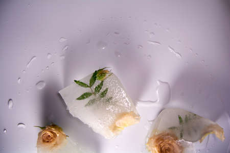 Frozen flowers. The idea of the coming of springの写真素材