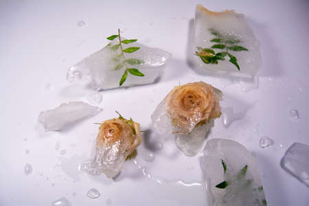 Frozen flowers. The idea of the coming of springの写真素材