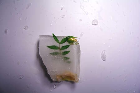 Frozen flowers. The idea of the coming of springの写真素材