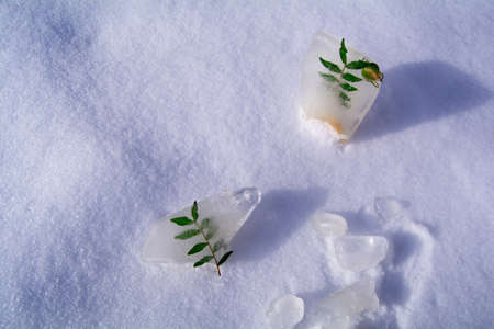 Frozen flowers. The idea of the coming of springの写真素材