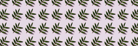 Banner. Green leaves on white background.の写真素材