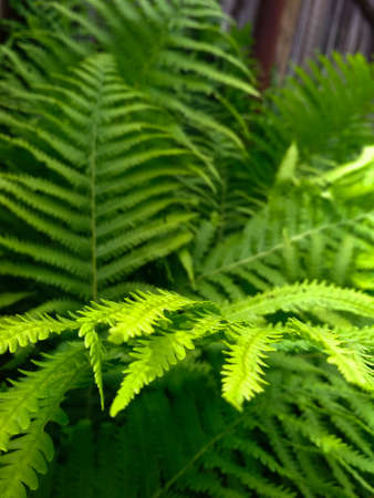 Fresh fern leafの写真素材