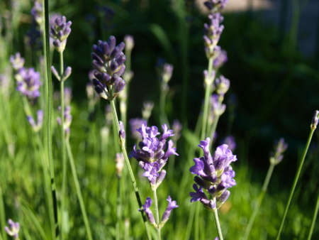 Lavender bush on a background of grass.の写真素材