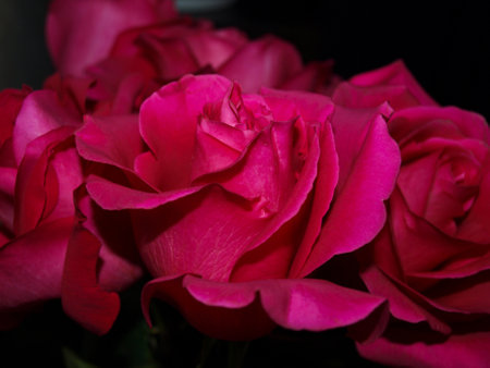 Beautiful flowers on a dark backgroundの写真素材