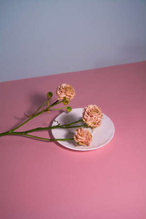 Dried roses on a white saucer.の写真素材