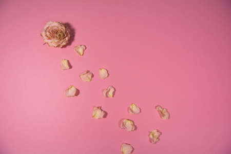 Dry rose petals on pink backgroundの写真素材