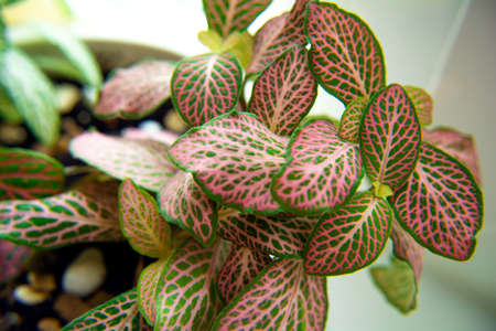 Fittonia is a bright and beautiful house plantの写真素材