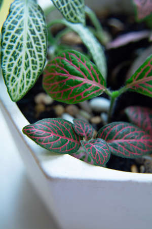 Fittonia with bright green leaves and pink or white veins.の写真素材