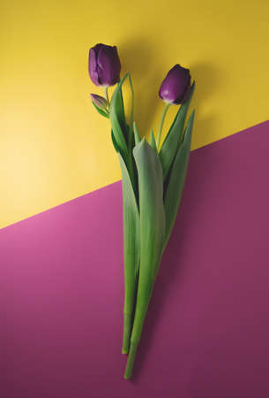 Spring flowers. Bouquet of purple tulips on a yellow-pink background. A bouquet for any occasionの写真素材