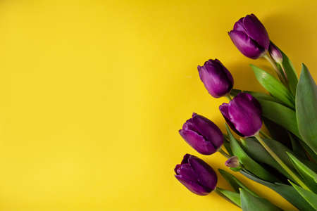 Spring flowers. Bouquet of purple tulips on a yellow background. A bouquet for any occasionの写真素材