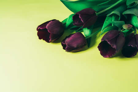 Spring flowers. Bouquet of purple tulips. A bouquet for any occasion. Toned imageの写真素材