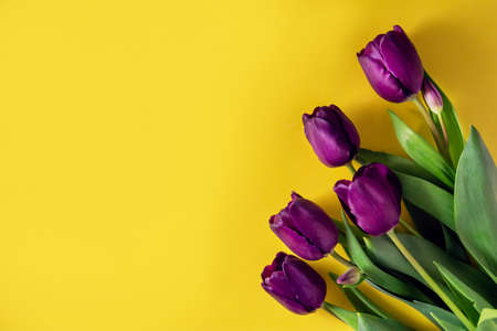 Spring flowers. Bouquet of purple tulips on a yellow background. A bouquet for any occasionの写真素材