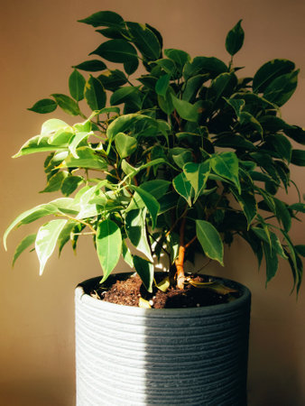 Indoor plant ficus benjamin in a gray bowl. Sunlight falls on the plantの写真素材