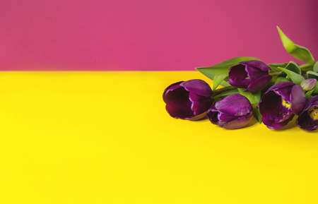 Spring flowers bouquet on a yellow-pink backgroundの写真素材