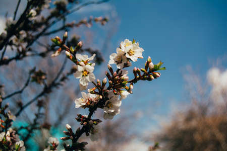 The first spring flowers of blooming cherry - sakura. Background for the spring season. Warm spring...