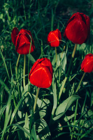 Beautiful red tulips blossomed on a sunny dayの写真素材