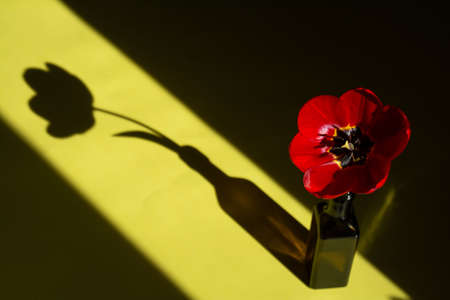 A red blooming tulip in a glass vase. Flower shadowの写真素材