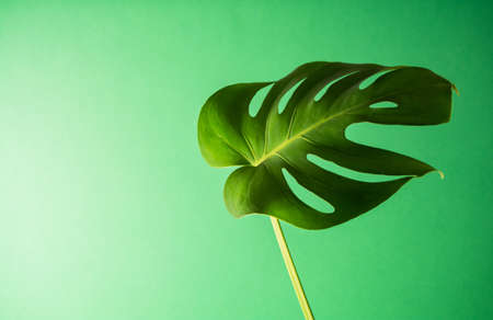 Tropical textural leaf monstera on green background.の写真素材