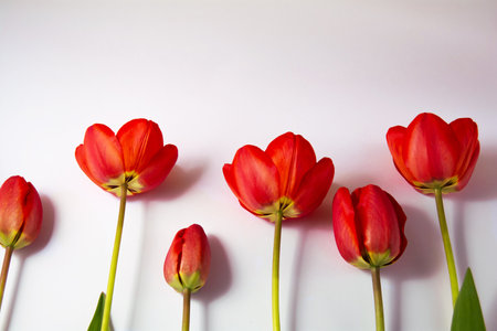 Red blossoming tulip on a white background.の写真素材