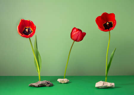 Conceptual still life with red tulips, concrete stones. Minimal nature.の写真素材