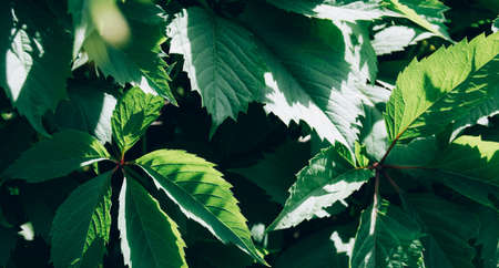 Background from fresh green textured leaves. Nature close up