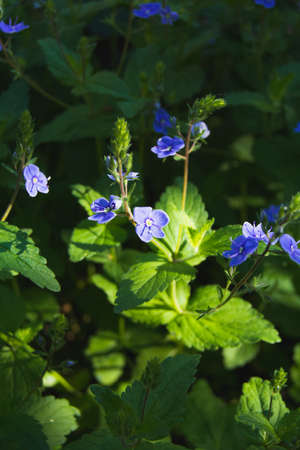 Beautiful summer blue wild flowers with green leaves on the meadowの写真素材