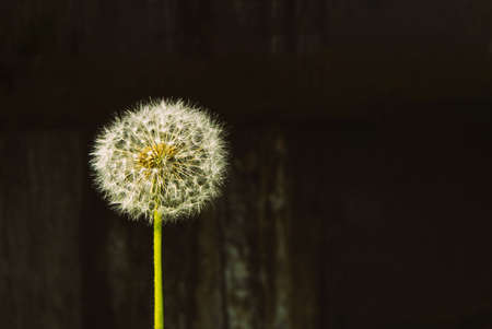 Air fragile dandelion on a dark wood background. Summer flower. Copy space. Beautiful nature background for your ideasの写真素材
