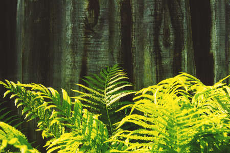 Green fresh fern leaves on wooden background. Nature and environment concept. Beautiful textured background for your ideasの写真素材