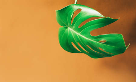 Tropical textural leaf monstera on brown background. Exotic green leaf to decorate your layouts. Copy spaceの写真素材