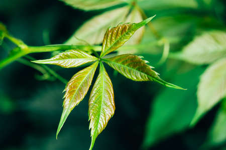 Textured green leaves close up, natural background