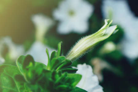Summer white petunia flower blooming in sunlightの写真素材