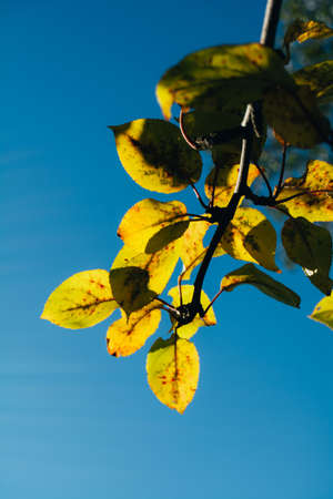 Autumn yellow foliage on the tree, leaves fall seasonの写真素材