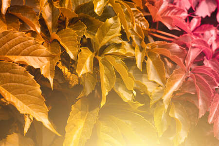 Background from autumn bright leaves with sunlight. Season of orange and red colorsの写真素材