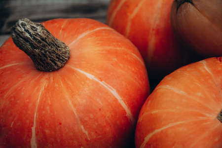 Close-up of autumn orange pumpkin. Colors of autumnの写真素材