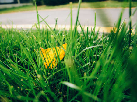 The first autumn leaf falls in the grassの写真素材