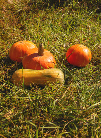 Autumn orange pumpkins on yellow grass, colors of autumnの写真素材