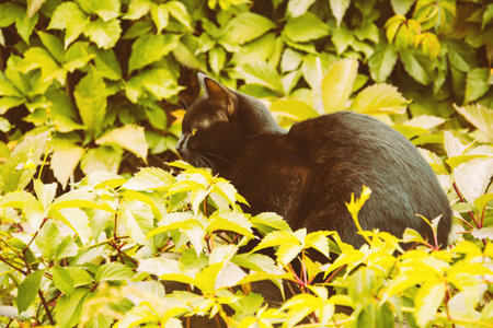 Black cat sitting in the autumn foliageの写真素材