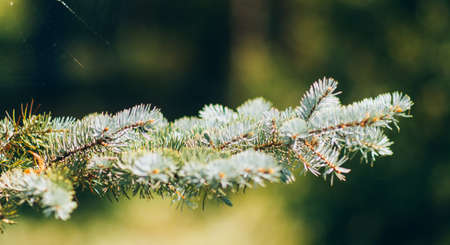 Banner. Evergreen tree, spruce or pine branch, green plant. Background for your ideas, copy spaceの写真素材