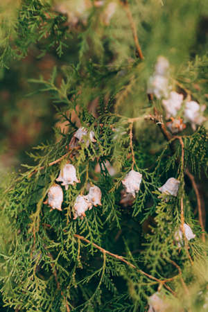 Evergreen platycladus tree with ripening cones. Green background