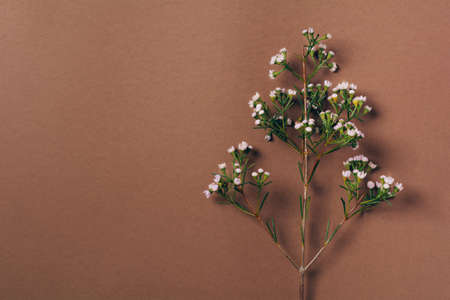 Branch of flowers on brown background, minimalism concept. Natural background, copy spaceの写真素材